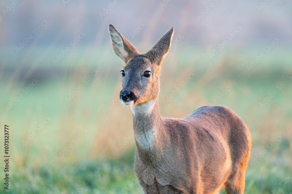 Single roe deer in a green field Single roe deer in a green field