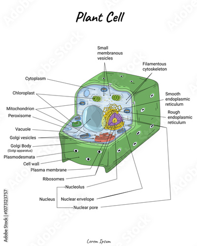 Plant Cell Structures illustration with text