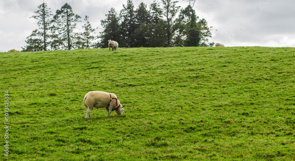 Male sheep known as a Tupp grazing in a field wearing a tupping harness to show which sheep he has bred Male sheep known as a Tupp grazing in a field wearing a tupping harness to show which sheep he has bred