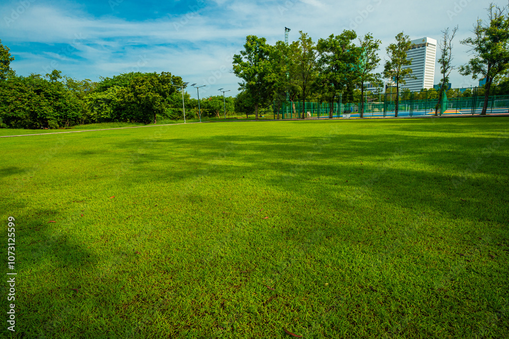 Green meadow graas in city tree forest public park morning sunrise