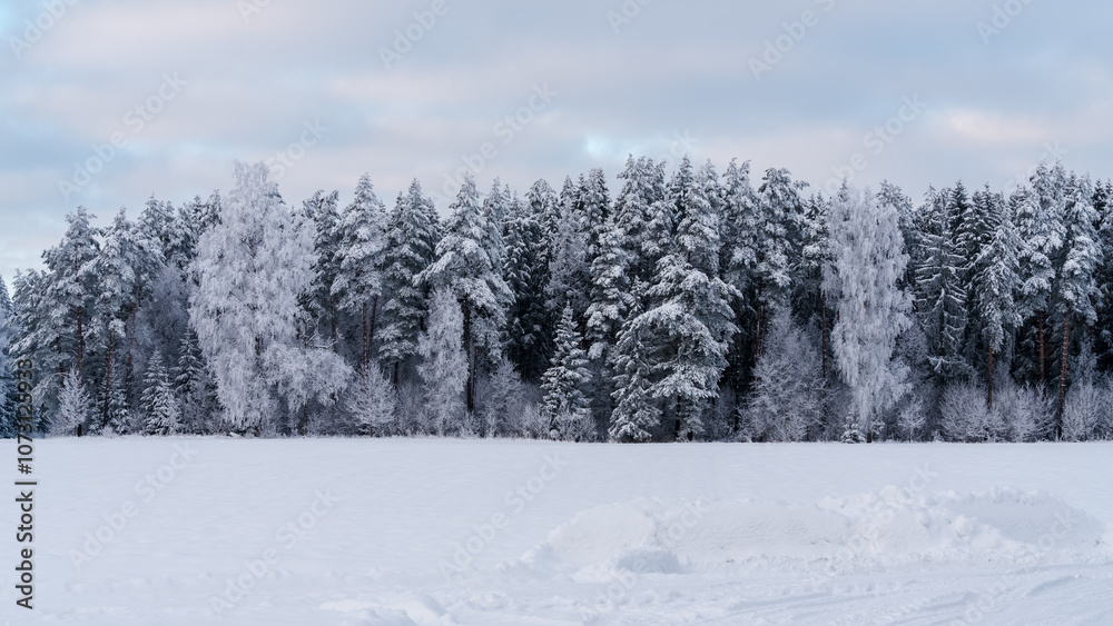 A forest edge of large trees, all covered with frost and snow, birches stand out against the background of pines and spruces, all in white. A forest edge of large trees, all covered with frost and snow, birches stand out against the background of pines and spruces, all in white.