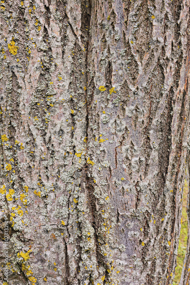 The bark of a willow tree with a large crack running down the center. The bark of a willow tree with a large crack running down the center.