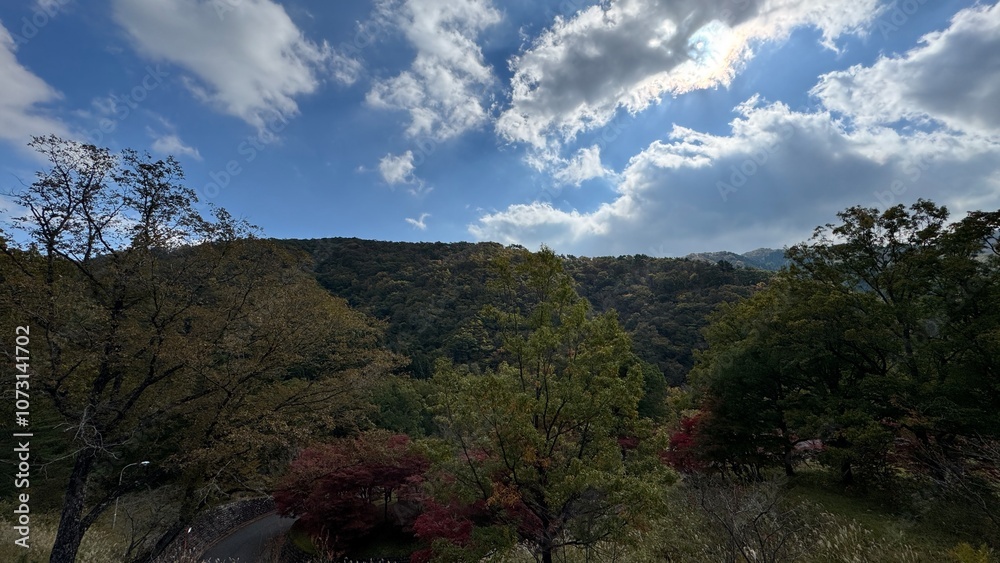 Obraz premium clouds in the forest