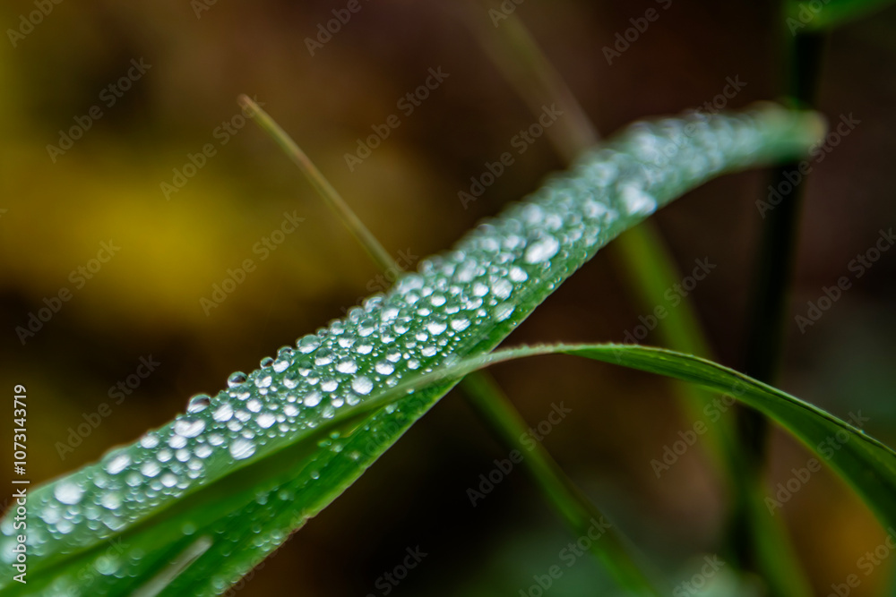 gras, woda, charakter, rosa, kropla, feuille, roślin, gras, woda, charakter, rosa, kropla, feuille, roślin,