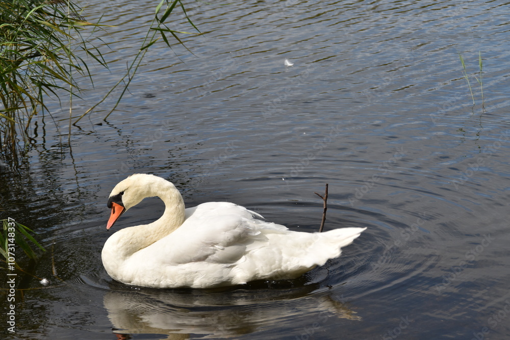This swan is in the sea in sunny day. This swan is in the sea in sunny day.
