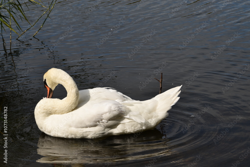 This swan is in the sea in sunny day. This swan is in the sea in sunny day.