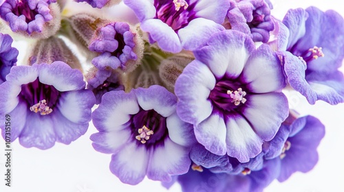 Vibrant purple and white flowers in close-up detail against a soft background