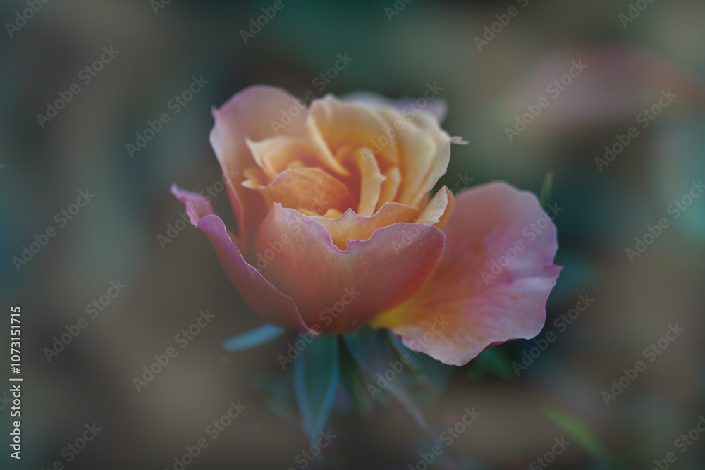 Einzelne Rose in orange gelb pnk pastel Einzelne Rose in orange gelb pnk pastel