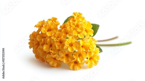 Wallpaper Mural Bright yellow lantana flowers on white background: nature's sunshine in bloom Torontodigital.ca