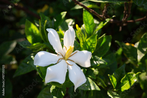 Gardenia Jasminoides flower blooming in the garden with green leaves. Commonly known as Gardenia and Cape Jasmine, is an evergreen flowering plant in the coffee family Rubiaceae. White flower photo