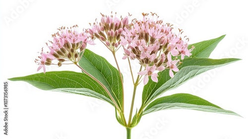 Delicate pink milkweed flowers and lush green leaves against white background