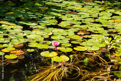 Pink water lily or Marliacea Rosea lotus flower in garden pond. Close-up of nymphaeum against blurred background of aquatic plants. Selective focus. photo