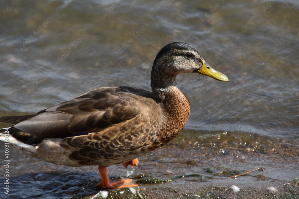 This duck is walking at the seaside in sunny day. This duck is walking at the seaside in sunny day.