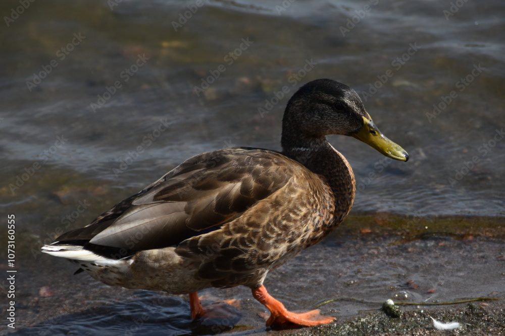 This duck is walking at the seaside in sunny day. This duck is walking at the seaside in sunny day.