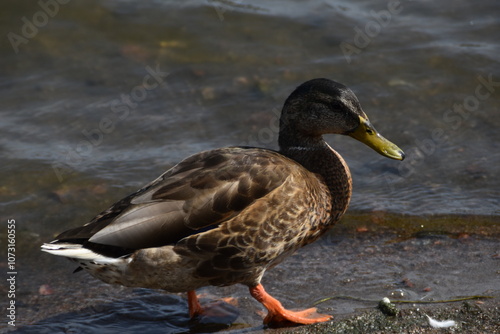 This duck is walking at the seaside in sunny day.