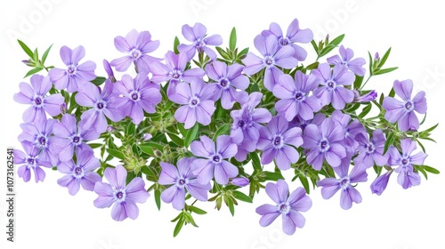 Wallpaper Mural Vibrant cluster of purple phlox flowers on white background Torontodigital.ca