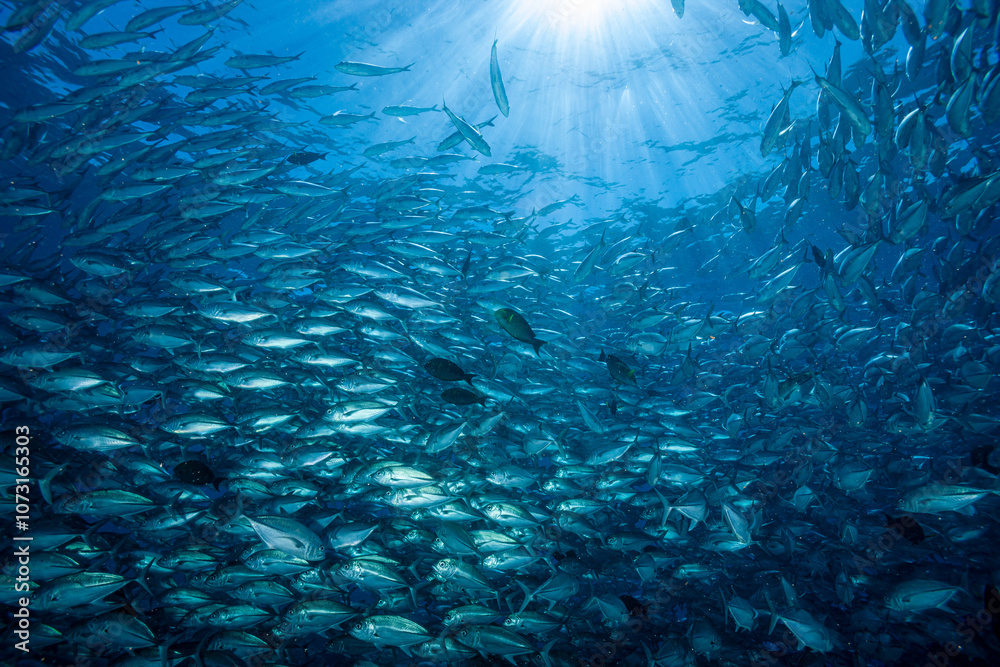 Fototapeta premium Malaysia, Sabah, Sipadan, Huge school of Bigeye Trevally (Caranx sexfasciatus), Bigeye Jack, Jackfish