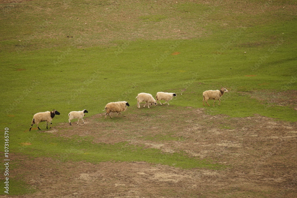 The Napa Lake Shangri La Grassland is covered with cattle and sheep everywhere The Napa Lake Shangri La Grassland is covered with cattle and sheep everywhere
