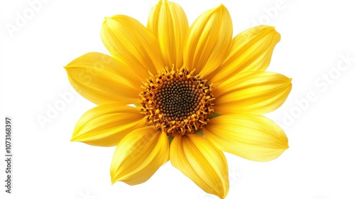 Vibrant yellow sunflower bloom isolated on white background