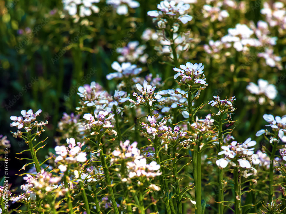 Iberis amara, called wild candytuft, rocket candytuft and bitter candytuft, is a species of flowering plant in the genus Iberis Iberis amara, called wild candytuft, rocket candytuft and bitter candytuft, is a species of flowering plant in the genus Iberis