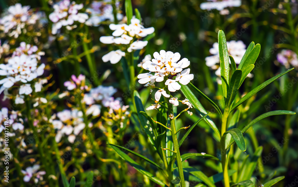 Iberis amara, called wild candytuft, rocket candytuft and bitter candytuft, is a species of flowering plant in the genus Iberis Iberis amara, called wild candytuft, rocket candytuft and bitter candytuft, is a species of flowering plant in the genus Iberis