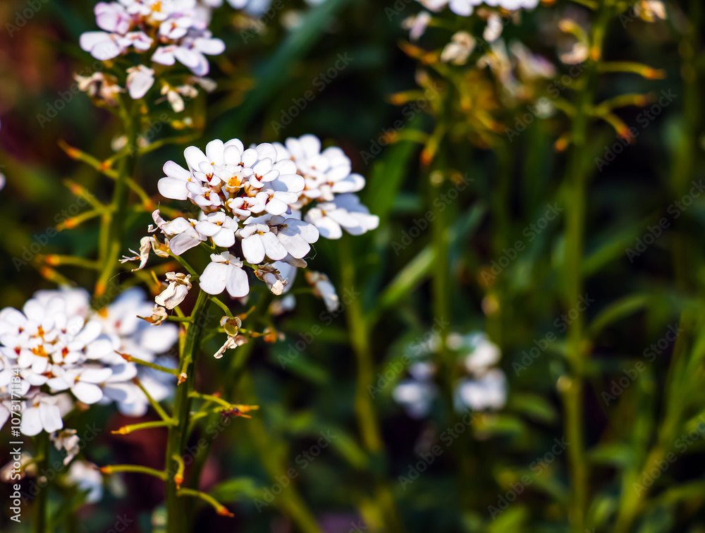 Iberis amara, called wild candytuft, rocket candytuft and bitter candytuft, is a species of flowering plant in the genus Iberis