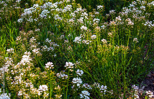 Iberis amara, called wild candytuft, rocket candytuft and bitter candytuft, is a species of flowering plant in the genus Iberis photo