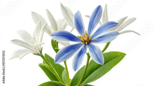 Elegant blue flower with white petals and lush green leaves on white background