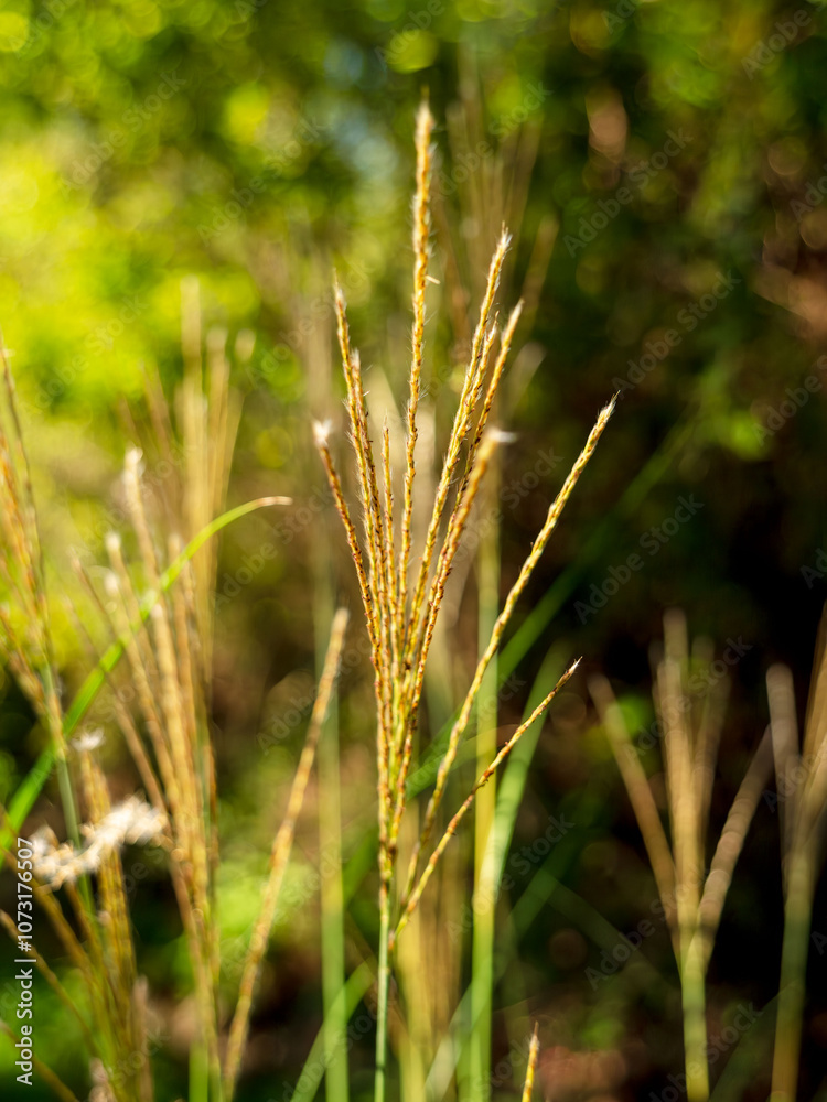 山道のススキ02