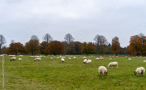 sheep in the field