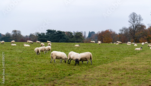 sheep in the meadow