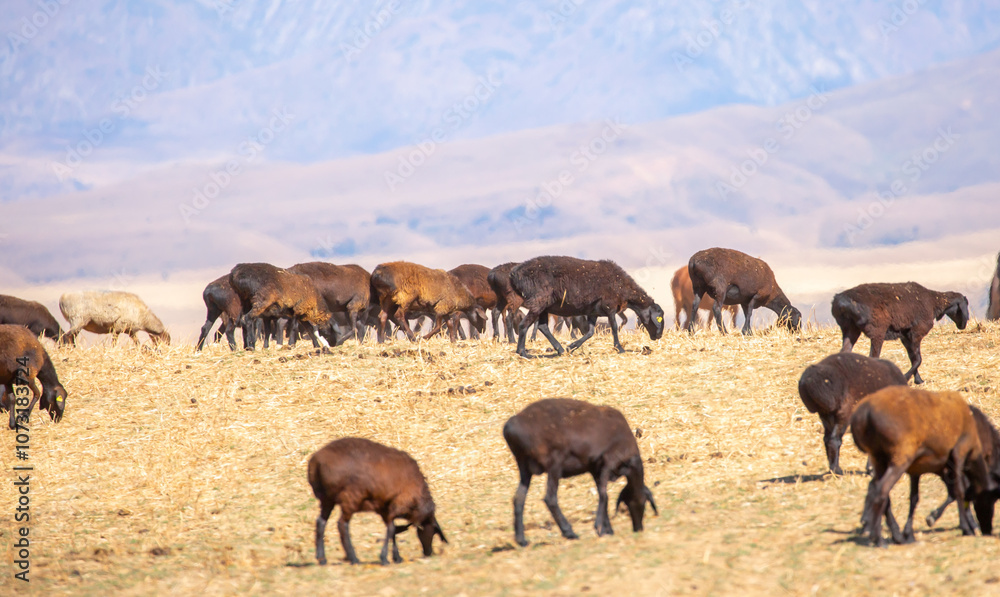 Rams and lambs graze in a meadow. Cattle grazing. A flock of rams walks across an autumn field in search of grass. sheep Rams and lambs graze in a meadow. Cattle grazing. A flock of rams walks across an autumn field in search of grass. sheep
