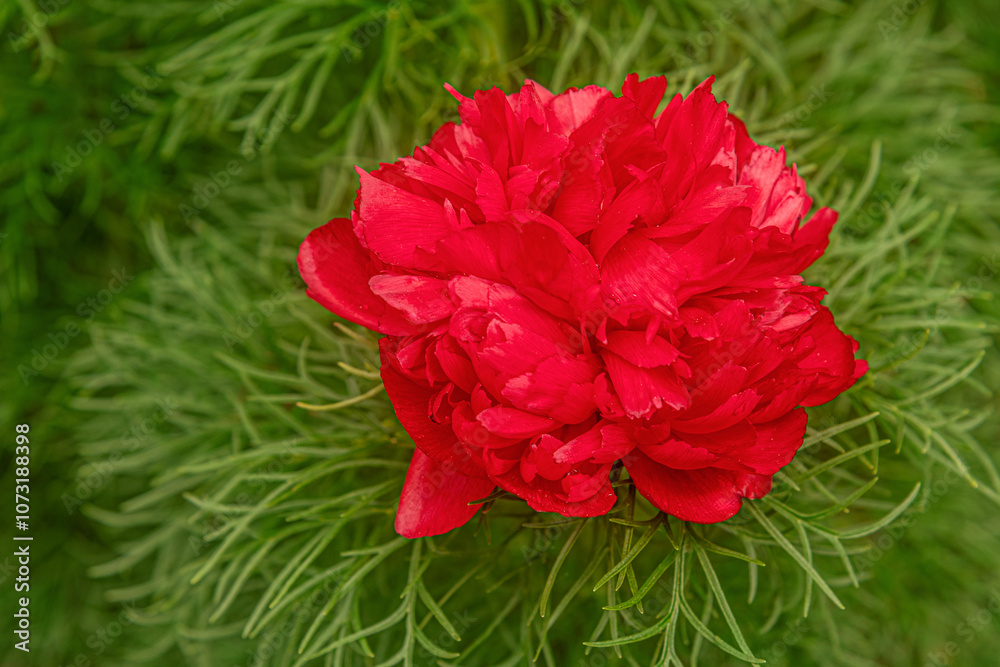 beautiful floral background of Paeonia Tenuifolia Plena flower in the park close up beautiful floral background of Paeonia Tenuifolia Plena flower in the park close up