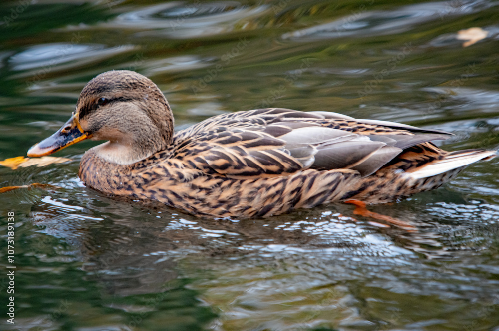Ente auf dem Wasser Ente auf dem Wasser
