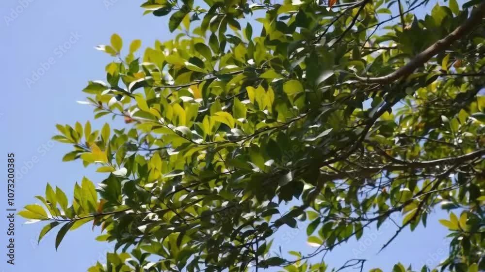 Sunny Day Bright Green Foliage On Tree Branch in Warm Sunlight 4K Stock Footage Sunny Day Bright Green Foliage On Tree Branch in Warm Sunlight 4K Stock Footage