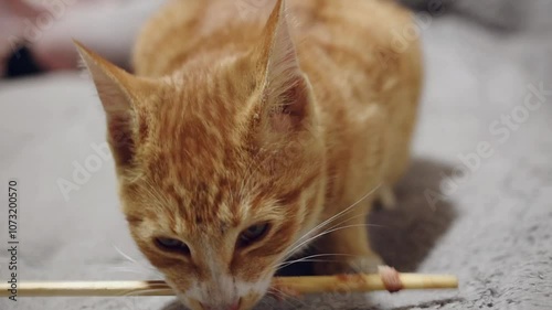 An orange tabby cat is eating food on a stick.