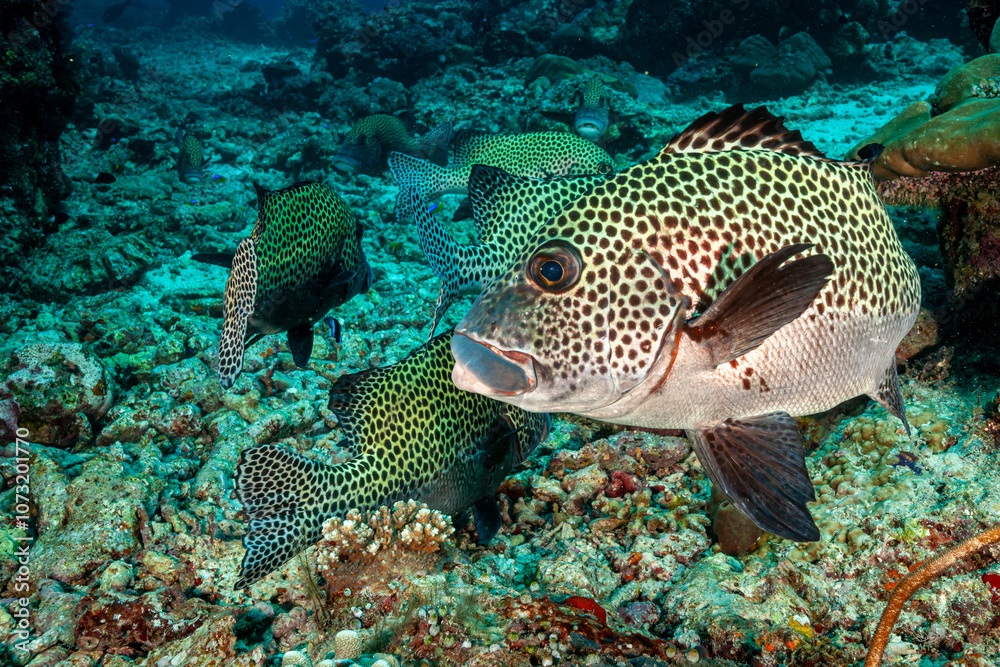 Obraz premium Malaysia, Sabah, Sipadan, Many-spotted sweetlips, Plectorhinchus chaetodonoides