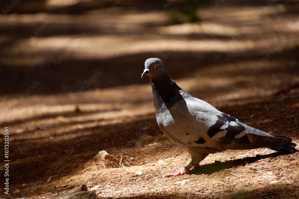 Pigeon on the ground