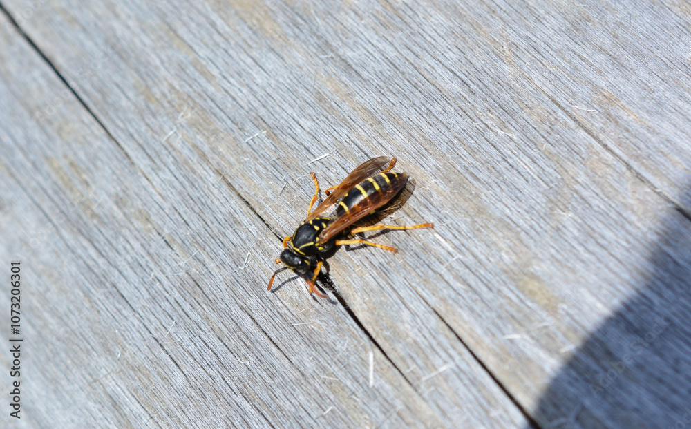 a wasp is sitting on the wooden background close up a wasp is sitting on the wooden background close up