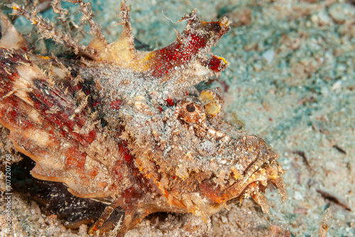 Malaysia, Sabah, Kapalai, Spiny Devilfish (Inimicus didactylus) photo