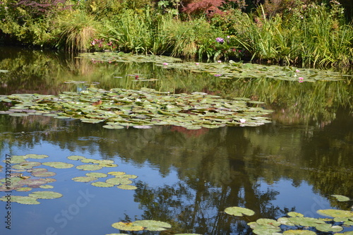 Giardino di Monet, Giverny, Francia,ninfee photo