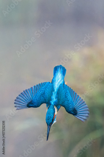 Hunting kingfisher