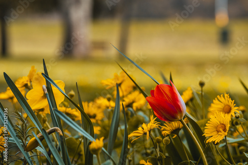 field of flowers