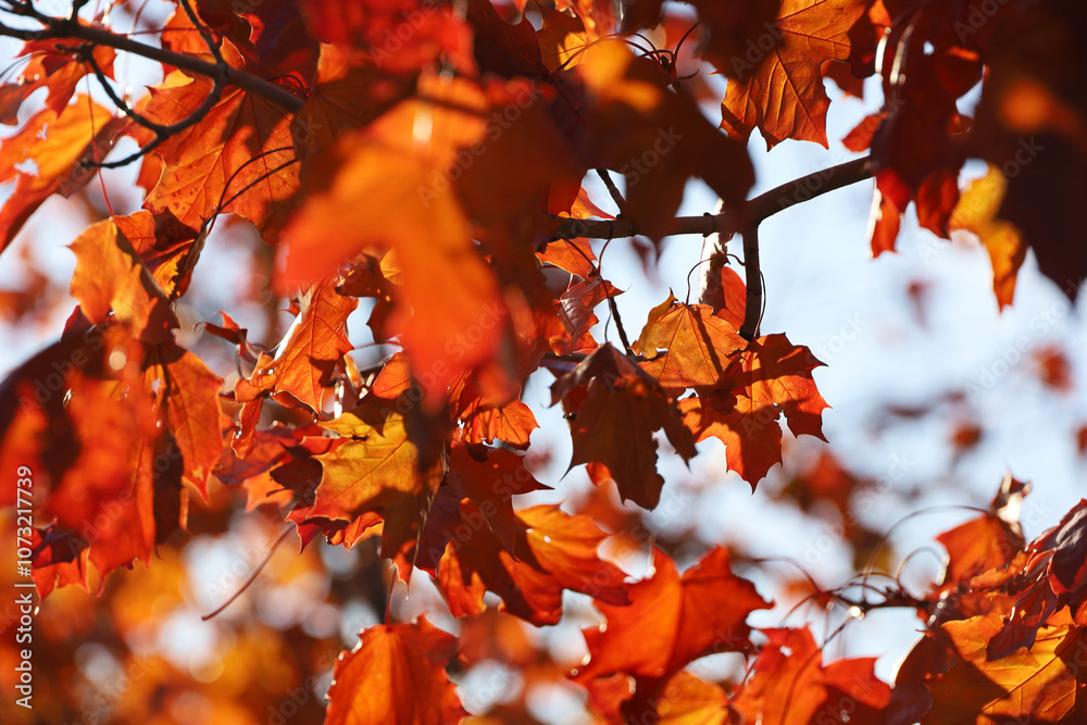 Golden autumn season, orange leaves on a maple tree in sunny day Golden autumn season, orange leaves on a maple tree in sunny day
