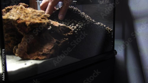 Geosesarma Vampire Crabs Ecosystem Paludarium photo