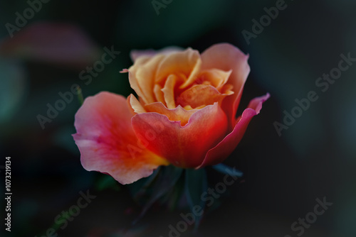  Einzelne Rose in orange gelb pnkpastel 