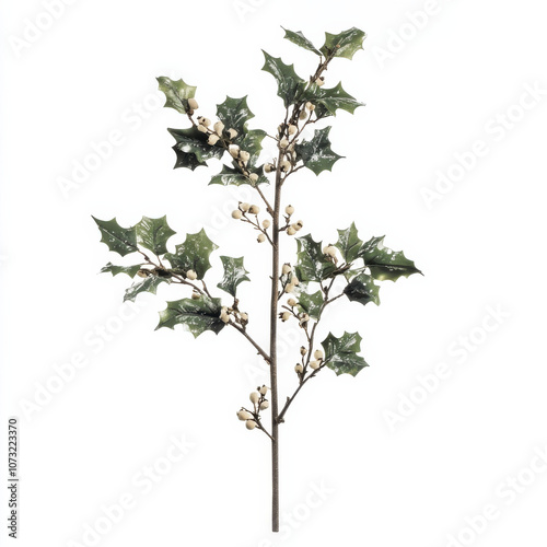 Holly Branch with Green Leaves and Red Berries, Classic Christmas Botanical Decoration