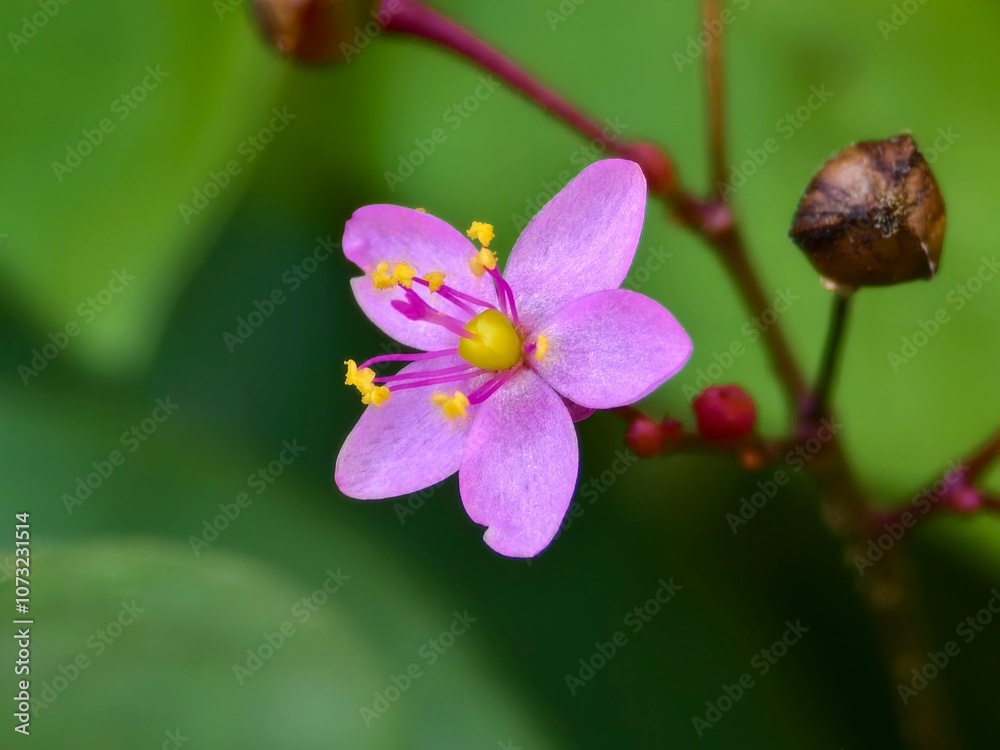 Talinum paniculatum flowers or Javanese cabbage as an ornamental plant Talinum paniculatum flowers or Javanese cabbage as an ornamental plant