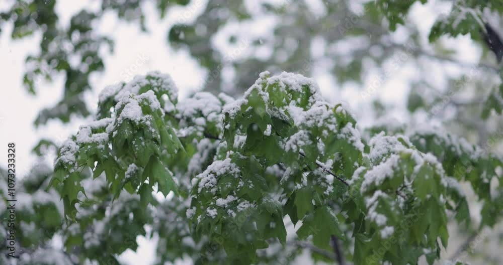 Snowfall on green spring leaves. The non-punishability of weather and climate change on planet earth. Snowfall on green spring leaves. The non-punishability of weather and climate change on planet earth.
