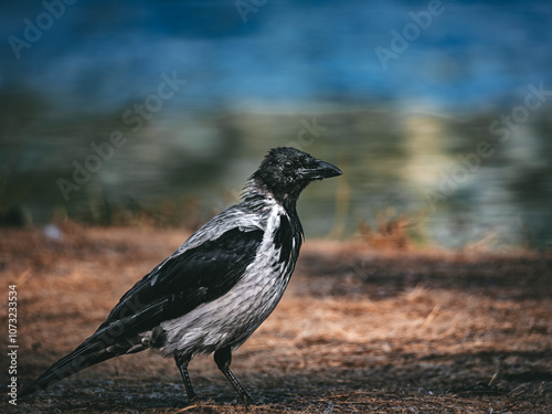 crow on the ground